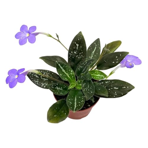 Harmony Foliage michaelmoelleria vietnamensis, Big Mike, in a 4 inch Pot New Genus