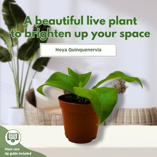 BubbleBlooms Hoya Quinquenervia 2 inch