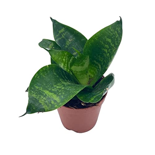 BubbleBlooms Snake Plant Black Robusta in 2 inch Pot, Green Striped Snakeplant, Sansevieria trifasciata