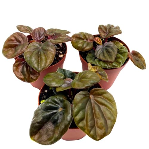 Harmony Foliage Peperomia Chocolate, 2 inch Set of 3, Brown Rare Emerald Ripple Pep Caperata