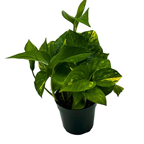 BubbleBlooms Devil's Ivy Golden Pothos in a 4 inch Pot Epipremnum Pinnatum Aureum