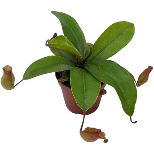 BubbleBlooms Winged Pitcher Plant, Carnivorous, in 2 inch Pot