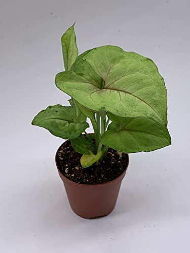 BubbleBlooms Syngonium Cream Allusion in 2 inch Pot, Well Rooted Live Starter House Plant