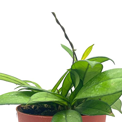 BubbleBlooms Hoya Crassiopetiolata in a 4 inch Pot Rare Limited Availability Hoya