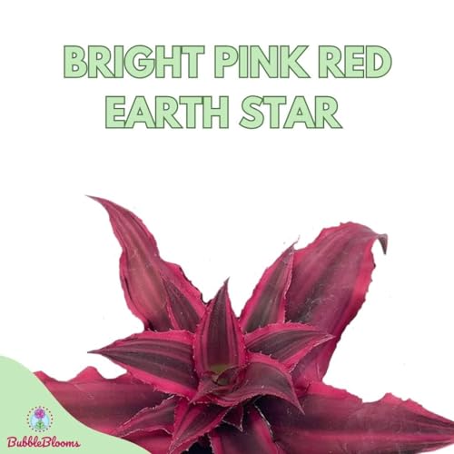 BubbleBlooms Cryptanthus Bivittatus in a 2 inch Pot, Tiny Mini Pixie Plant, Bright Pink