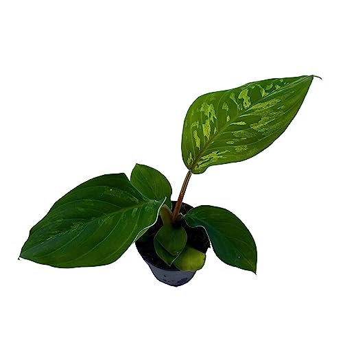 BubbleBlooms Homalomena Camouflage in a 2 inch Pot