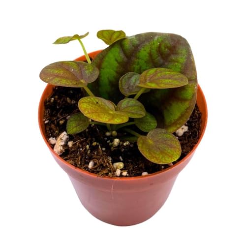 Harmony Foliage Peperomia Peppermill 2 inch Pixie pep