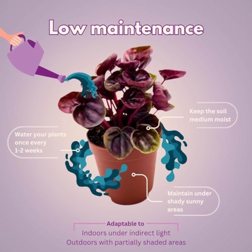 BubbleBlooms Red Peperomia caperata, Red Emerald Ripple, Frost, Platinum, in a 2 inch Pot Tiny Mini Pixie Plant