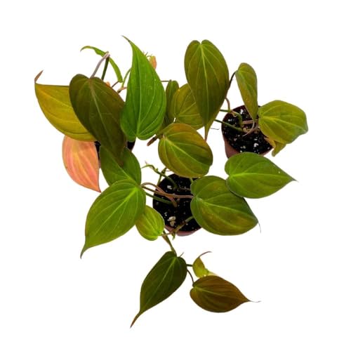 BubbleBlooms Philodendron Micans Heart Leaf Philo hederaceum, 2 inch Set of 3, Tiny Mini Pixie Plant