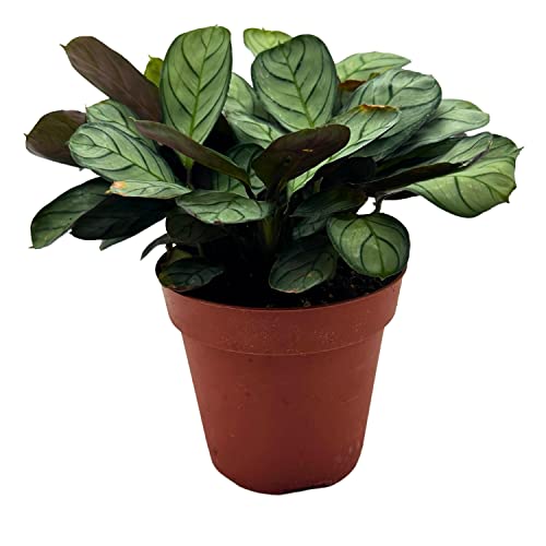 BubbleBlooms Calathea Burle Marxii in a 4 inch Pot Fishbone Prayer Plant