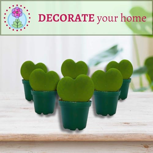 BubbleBlooms Hoya Kerrii Green Heart 6-Pack 2 inch Single Leaf No Node Sweetheart Mother's Day Valentine's Day Plant