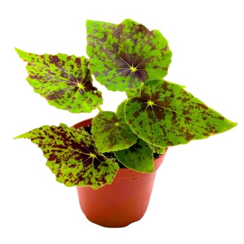 Harmony Foliage Begonia Shy Dancer, 4 inch Green with Brown Spots Rhizomatous Rhizo