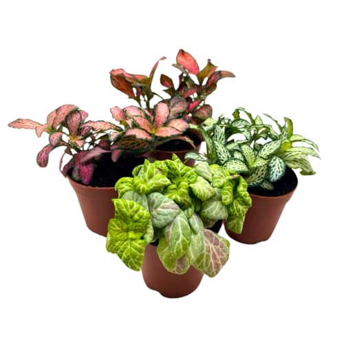 BubbleBlooms Fittonia Assortment 2 inch Set of 4