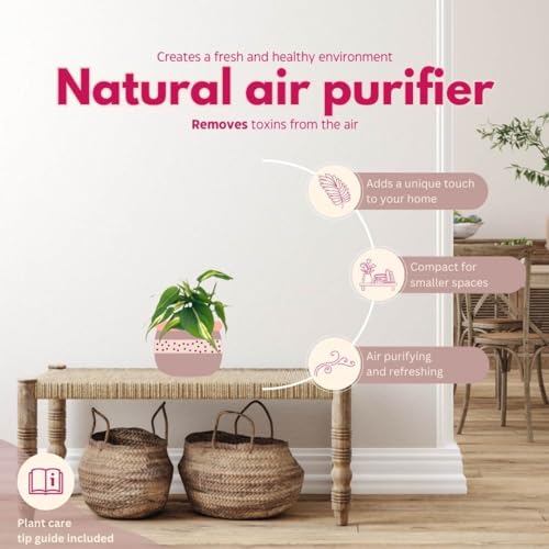 BubbleBlooms Philo Silver Stripe, 4 inch Variegated Philodendron Hederaceum Cordatum Heartleaf