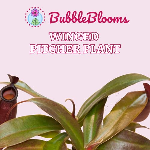 BubbleBlooms Winged Pitcher Plant, Carnivorous, in 2 inch Pot
