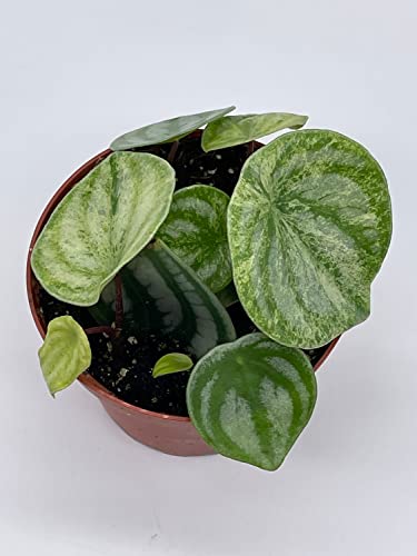 BubbleBlooms Harmony's Gold dust Variegated Watermelon Peperomia in a 4 inch Pot