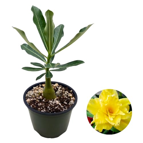 BubbleBlooms Desert Rose Golden Cicada in a 4 inch Pot Extremely Rare Flower