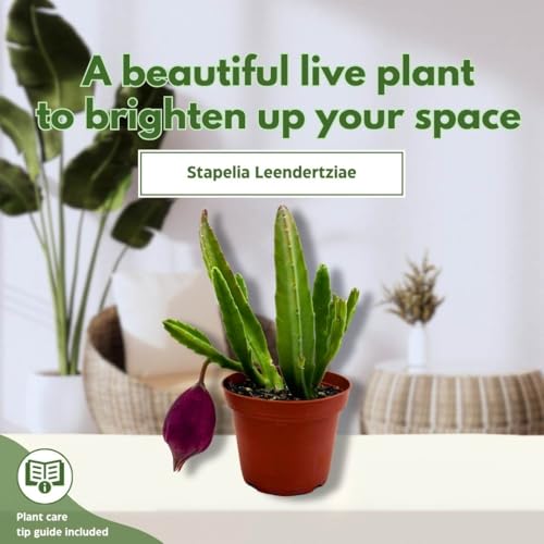 BubbleBlooms Stapelia leendertziae Black Bell Huernia in a 4 inch Pot Carrion Flower Maroon Cup Starfish