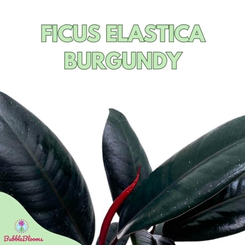 BubbleBlooms Ficus elastica Burgundy, Rubberplant, India Rubber Plant, India Rubber Tree fig in a 4 inch Pot