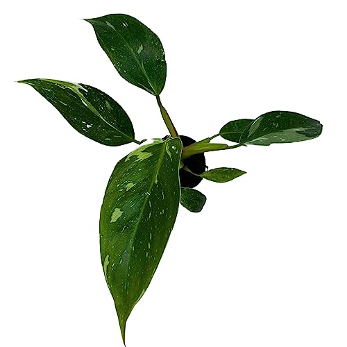 BubbleBlooms White Knight Philodendron, Philodendron Erubesens Hybrid 2 inch Pot