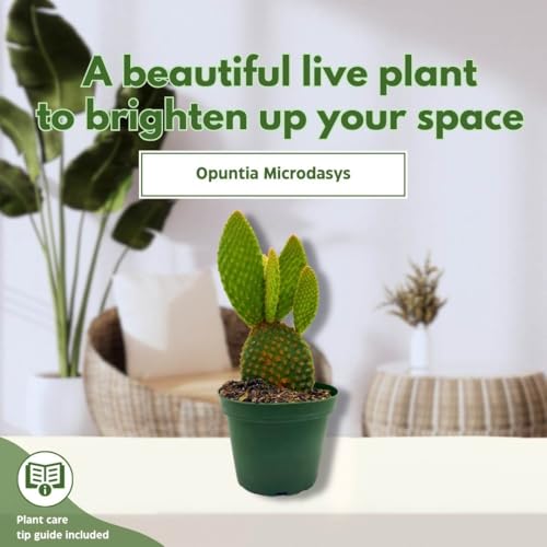 BubbleBlooms Bunny-Ears Prickly-pear Copper Red, 3 inch Pot Opuntia microdasys