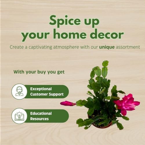 BubbleBlooms Christmas Cactus, 4 inch Xmas Thanksgiving Easter Holiday Schlumbergera Cacti Pink Red White Assorted Flower