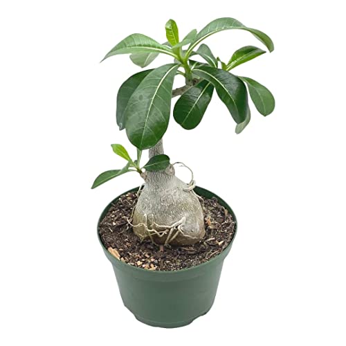 BubbleBlooms Desert Rose in a 6 inch Pot Adenium Obesum, Very Round Pot Belly Stump