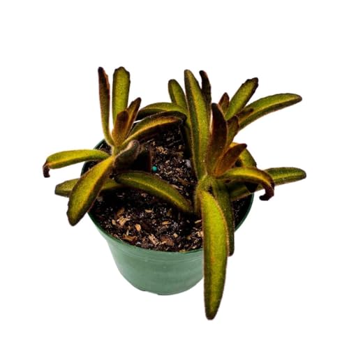 BubbleBlooms Chocolate Solider Succulent, 4 inch Panda Plant, Velvet Leaf kalanchoe