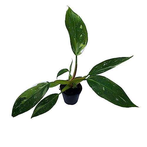 BubbleBlooms White Knight Philodendron, Philodendron Erubesens Hybrid 2 inch Pot