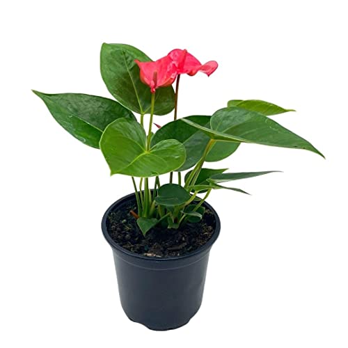 BubbleBlooms Anthurium Pink Flamingo Lily in 4 inch Pot