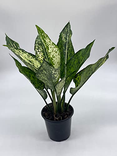 BubbleBlooms Aglaonema Snow White, in a 4 inch Pot