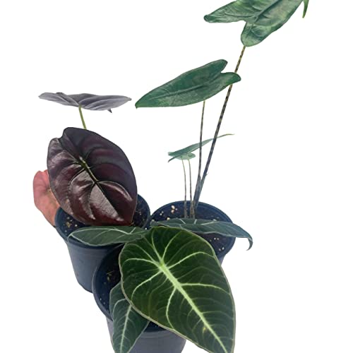 BubbleBlooms Jewel Alocasia Assortment, 3 Different Alocasias in 4 inch pots Grower's Choice