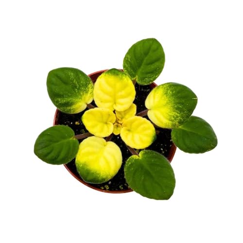 Harmony Foliage Variegated African Violet Key Lime Treat in a 4 inch Pot Saintpaulia Gesneriads