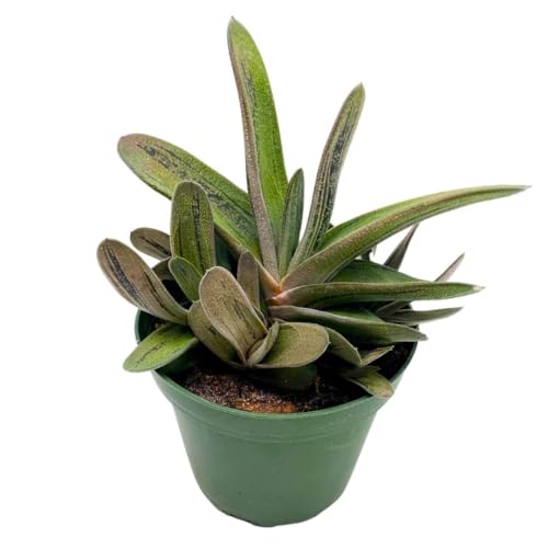 BubbleBlooms Gasteria batesiana