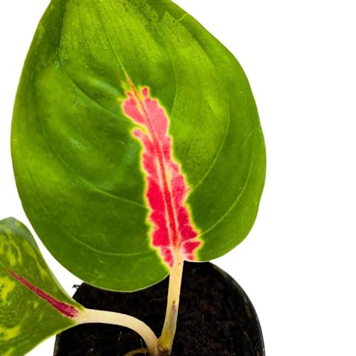 BubbleBlooms Red King in a 2 inch Pot Red Stripe Aglaonema commutatum