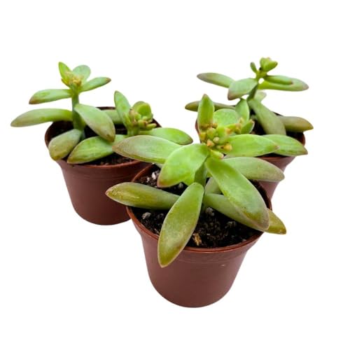 BubbleBlooms Coppertone Stonecrop, 2 inch Set of 3, Sedum Adolphi Garden Succulents Tiny Mini Pixie