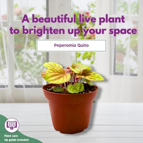 Harmony Foliage Peperomia Quito 4 inch Bright Orange Pep