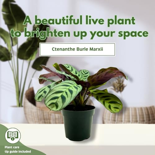 BubbleBlooms Calathea Burle Marxii in a 4 inch Pot Prayer Plant