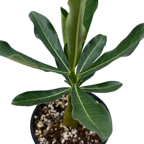 BubbleBlooms Desert Rose Golden Cicada in a 4 inch Pot Extremely Rare Flower