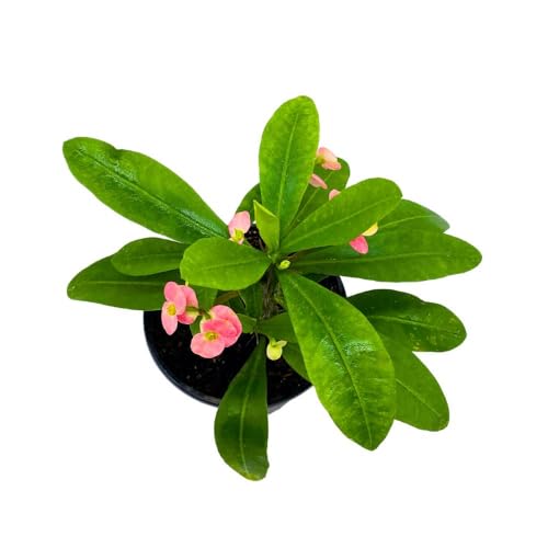 BubbleBlooms Crown of Thorns in a 5 inch Pot Flowering Euphorbia Milii