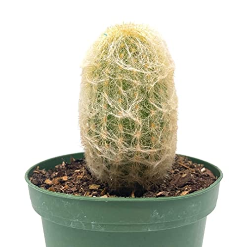 BubbleBlooms Silver Torch Cactus in a 4 inch Pot Cleistocactus strausii Snow Pole Wooly