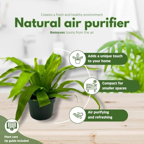 BubbleBlooms Bird Nest Fern, Nidus, 4 inch Asplenium Nidus, Bird's Nest