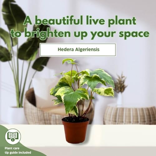 BubbleBlooms Variegated Algerian Ivy 4 inch Hedera algeriensis