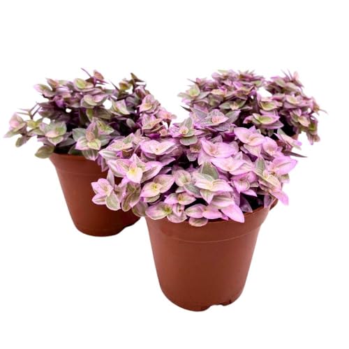 BubbleBlooms Tradescantia Pink Panther 2 inch Set of 3 Callisia repens Rosato Pink Turtle Pink Lady Tiny Mini Pixie Plants