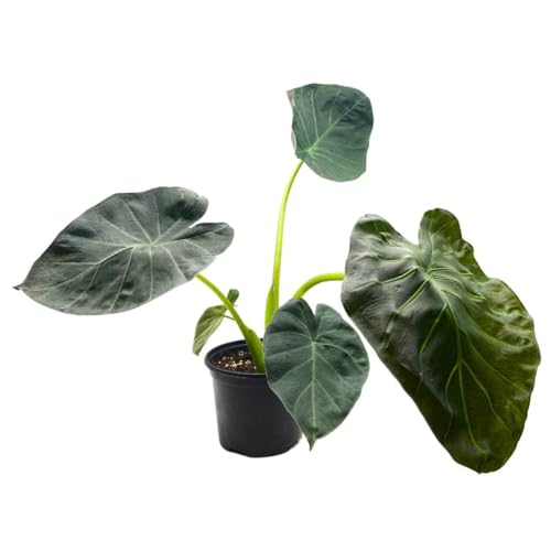 BubbleBlooms Alocasia Regal Shield in a 6 inch Pot Black Elephant Ear, Upright