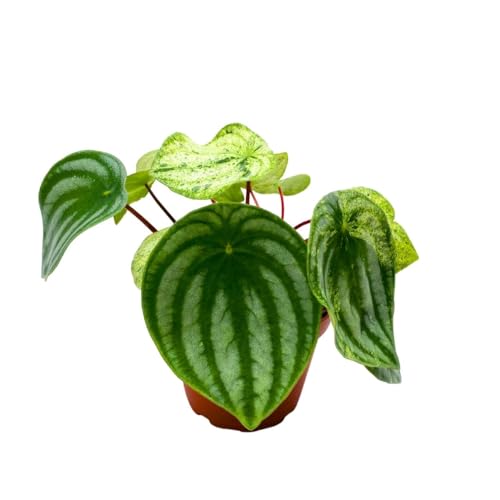 Harmony Foliage Harmony's Gold Dust in a 4 inch Pot peperomia Variegated Watermelon pep Sport