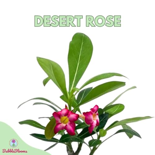 BubbleBlooms Desert Rose in a 4 inch Pot Adenium Obesum, White and Pink Flower