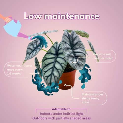 BubbleBlooms Alocasia Silver Dragon in a 6 inch Pot