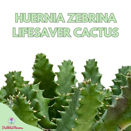 BubbleBlooms Lifesaver Huernia Zebrina, Starfish Stapelia Cactus, Live in a 4 inch Pot