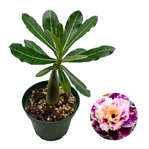 BubbleBlooms Desert Rose Golden Faith in a 4 inch Pot Extremely Rare Flower